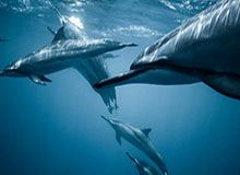 炸金花游戏下载-下半场强势反扑 新疆男篮主场逆转胜广东